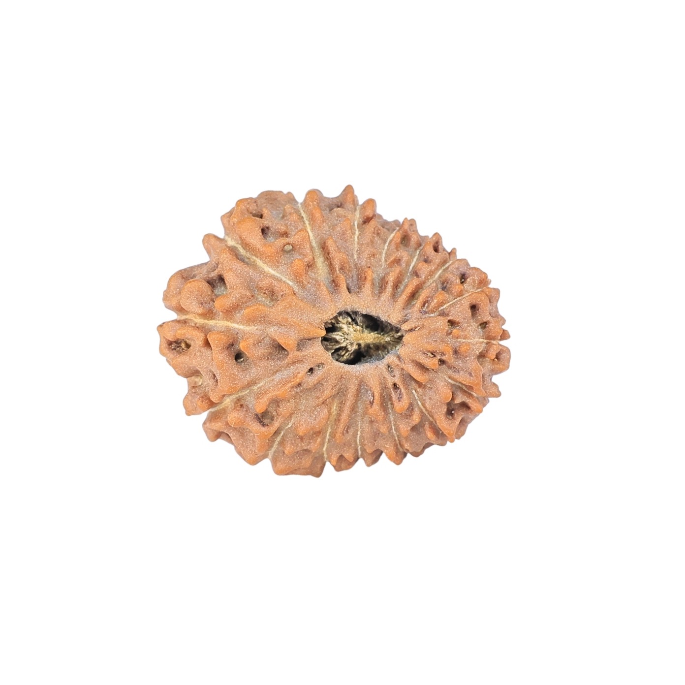 16 Mukhi Rudraksha 22.5mm 2.62gm - Rudraksha