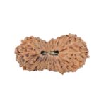 26 Mukhi Rudraksha 31.3mm 3.43gm - Rudraksha