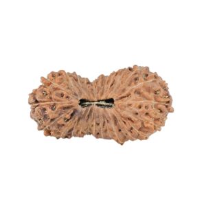 26 Mukhi Rudraksha 31.3mm 3.43gm - Rudraksha
