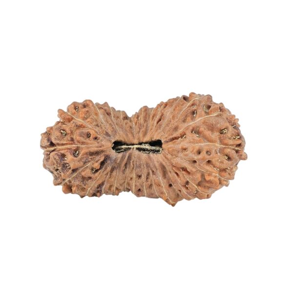 26 Mukhi Rudraksha 31.3mm 3.43gm - Rudraksha