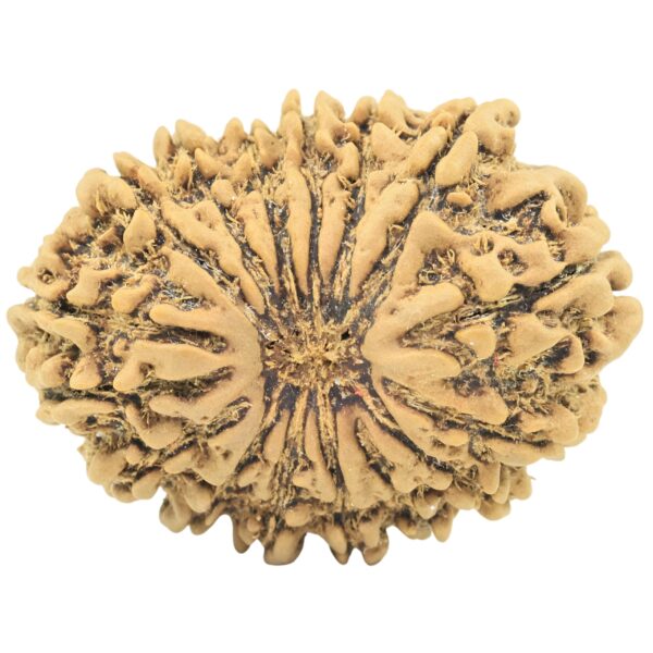 16 Mukhi Rudraksha 28.7mm 4.21gm - Rudraksha