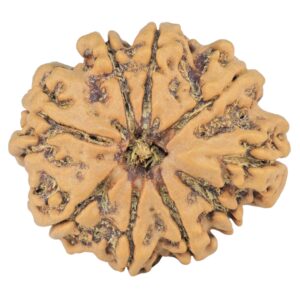 9 Mukhi Rudraksha 26.8mm 4.57gm - Rudraksha