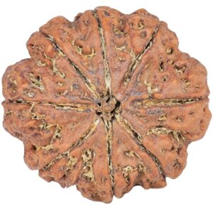 8 Mukhi Rudraksha 28.8mm 7.37gm - Rudraksha