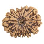 14 Mukhi Rudraksha 26.5mm 3.91gm - Rudraksha