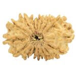 16 Mukhi Rudraksha 24.7mm 2.66gm - Rudraksha