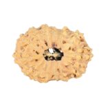 14 Mukhi Rudraksha 23.1mm 1.87gm - Rudraksha