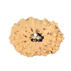 14 Mukhi Rudraksha 23.1mm 1.87gm - Rudraksha