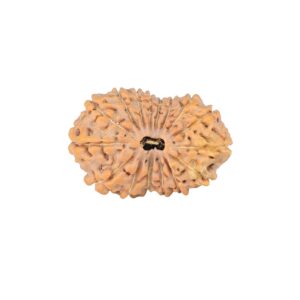 16 Mukhi Rudraksha 23.9mm 2.45gm - Rudraksha