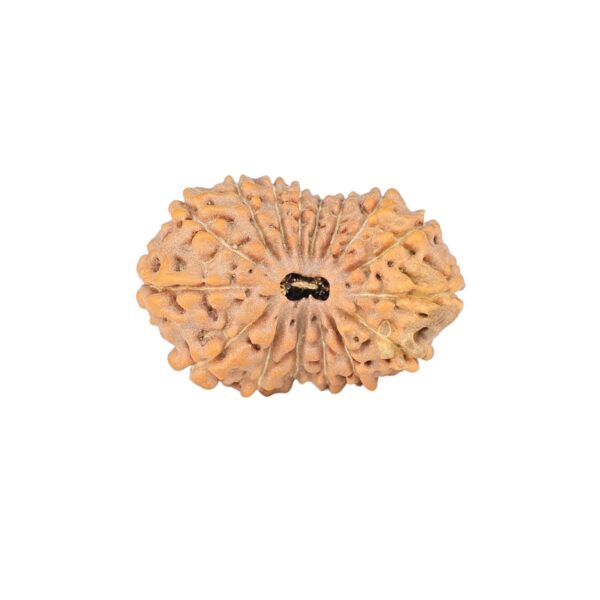 16 Mukhi Rudraksha 23.9mm 2.45gm - Rudraksha