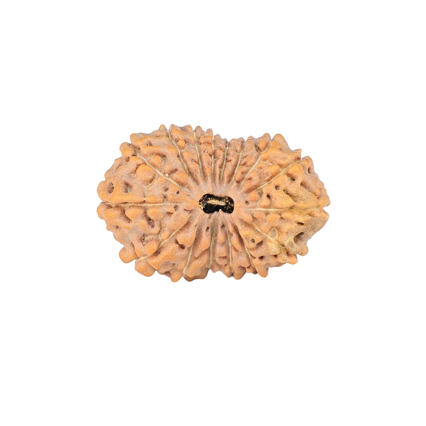 16 Mukhi Rudraksha 23.9mm 2.45gm - Rudraksha