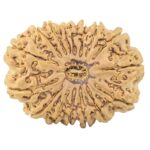 16 Mukhi Rudraksha 34.2mm 7.94gm - Rudraksha