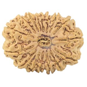 16 Mukhi Rudraksha 34.2mm 7.94gm - Rudraksha