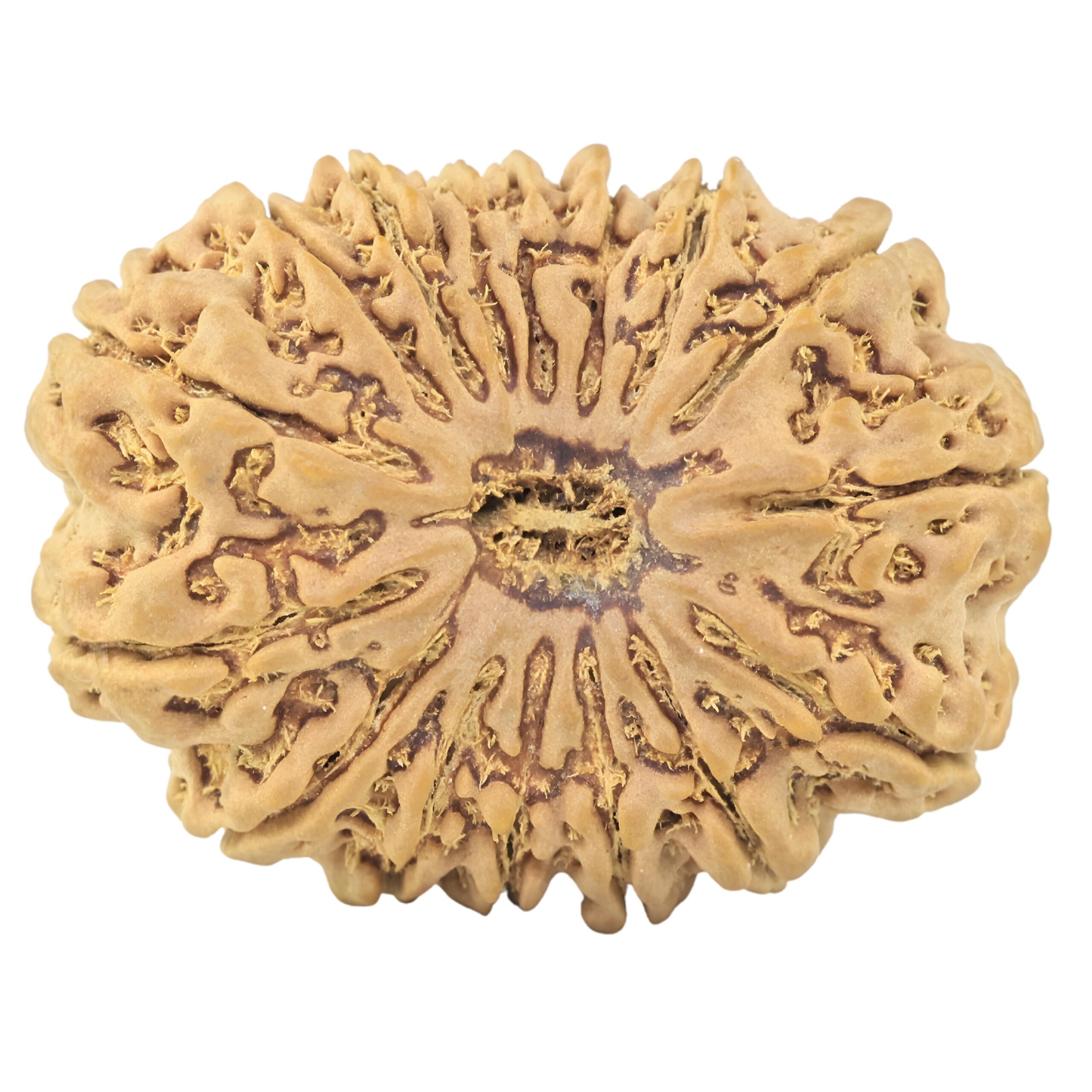 16 Mukhi Rudraksha 34.2mm 7.94gm - Rudraksha