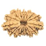 16 Mukhi Rudraksha 24mm 2.07gm - Rudraksha