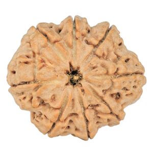 8 Mukhi Rudraksha 28.9mm 6.48gm - Rudraksha