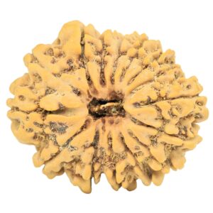 15 Mukhi Rudraksha 27.2mm 4.49gm - Rudraksha