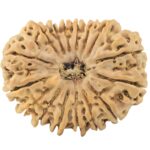 16 Mukhi Rudraksha 30.8mm 5.6gm - Rudraksha