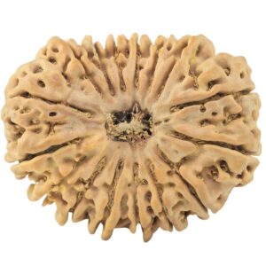 16 Mukhi Rudraksha 30.8mm 5.6gm - Rudraksha