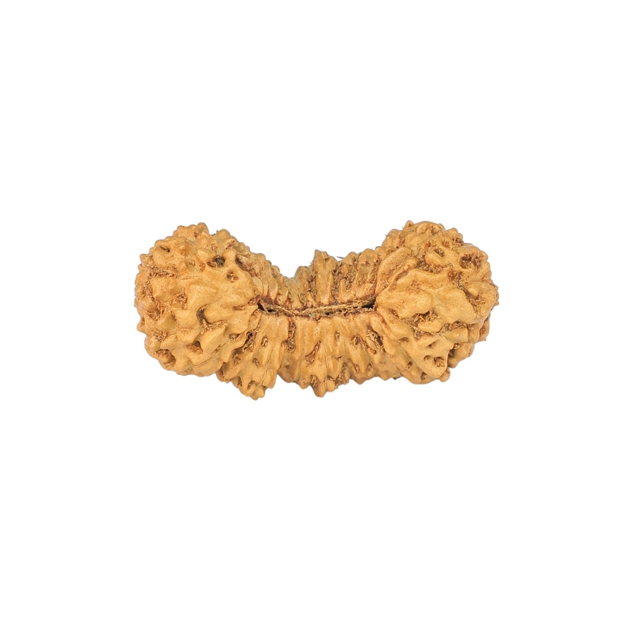28 Mukhi Rudraksha 21.6mm 0.7gm - Rudraksha