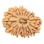 17 Mukhi Rudraksha 29.9mm 4gm - Origin: Nepal - Rudraksha
