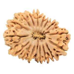 17 Mukhi Rudraksha 29.9mm 4gm - Origin: Nepal - Rudraksha
