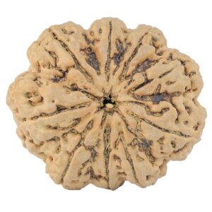 9 Mukhi Rudraksha 34.9mm 9.42gm - Rudraksha