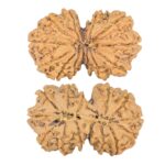14 Mk Gaurishankar 34.5mm 6.19gm - Rudraksha