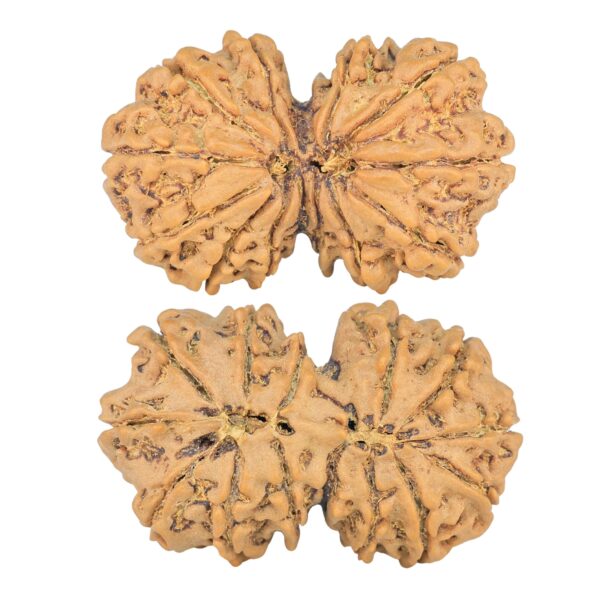 14 Mk Gaurishankar 34.5mm 6.19gm - Rudraksha