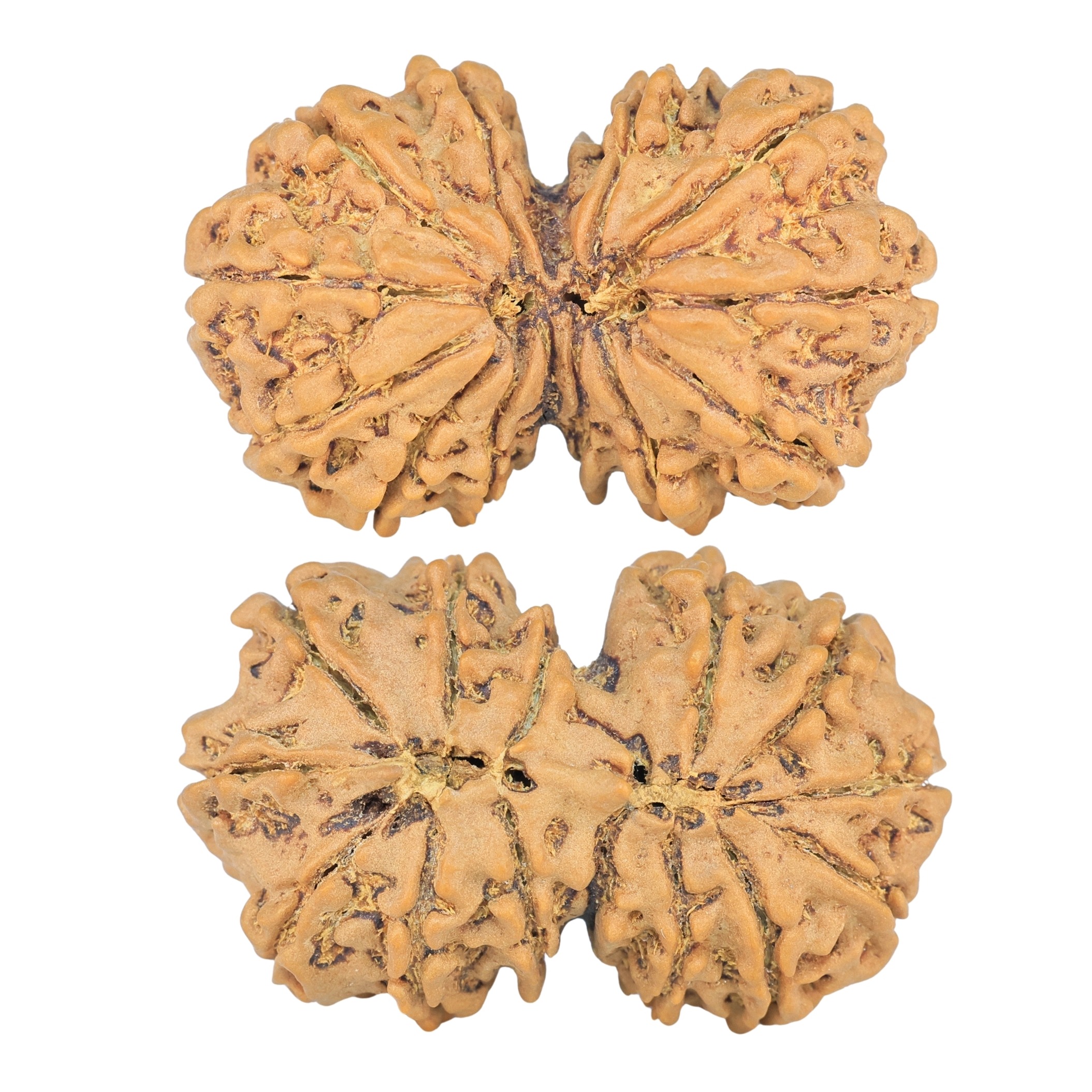 14 Mk Gaurishankar 34.5mm 6.19gm - Rudraksha