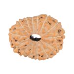 14 Mukhi Rudraksha 22.5mm 2.48gm - Rudraksha
