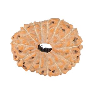 14 Mukhi Rudraksha 22.5mm 2.48gm - Rudraksha