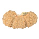 27 Mukhi Trijuti 24.4mm 1.48gm - Rudraksha