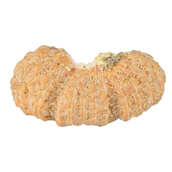 27 Mukhi Trijuti 24.4mm 1.48gm - Rudraksha