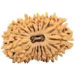 18 Mukhi Rudraksha 31.5mm 4.86gm - Rudraksha