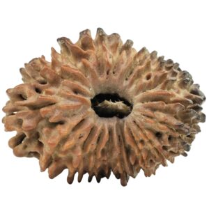 18 Mukhi Rudraksha 25.7mm 3.15gm - Rudraksha