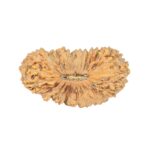 31 Mukhi Rudraksha 21.6mm 1.28gm - Rudraksha