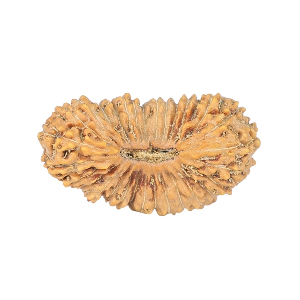 31 Mukhi Rudraksha 21.6mm 1.28gm - Rudraksha