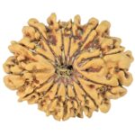 14 Mukhi Rudraksha 25.6mm 3gm - Rudraksha