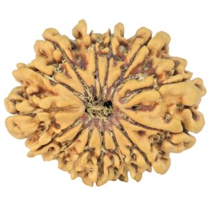 14 Mukhi Rudraksha 25.6mm 3gm - Rudraksha