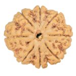 8 Mukhi Rudraksha 28.2mm 6.54gm - Rudraksha