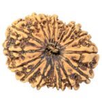 16 Mukhi Rudraksha 33.6mm 3.28gm - Rudraksha