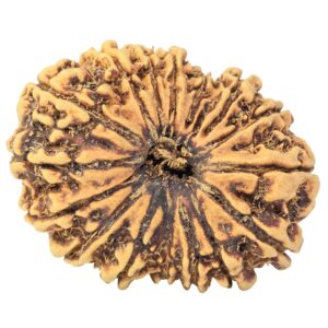 16 Mukhi Rudraksha 33.6mm 3.28gm - Rudraksha