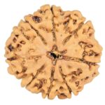 8 Mukhi Rudraksha 24.8mm 3.93gm - Rudraksha