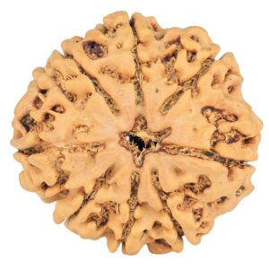 8 Mukhi Rudraksha 24.8mm 3.93gm - Rudraksha