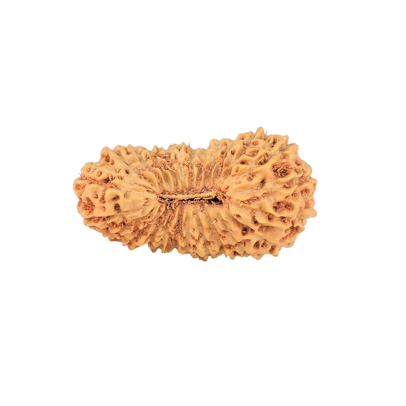 25 Mukhi Rudraksha 24.1mm 1.9gm - Rudraksha
