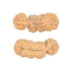 27 MK Gaurishankar 30.4mm 2.68gm - Rudraksha