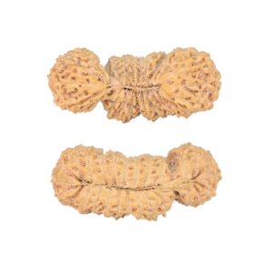 27 MK Gaurishankar 30.4mm 2.68gm - Rudraksha