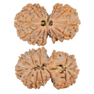 14 Mk Gaurishankar 30.6mm 4.9gm - Rudraksha