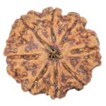 8 Mukhi Rudraksha 25.7mm 5.54gm - Rudraksha
