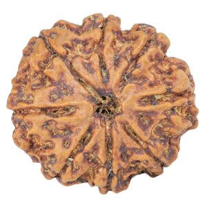 8 Mukhi Rudraksha 25.7mm 5.54gm - Rudraksha